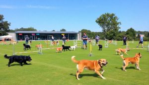 Digging Dogs Training Center: The Complete...